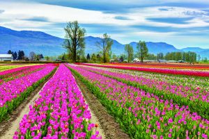 Image of tulips in Chilliwack